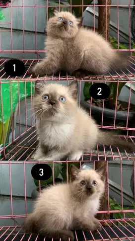Kucing Himalaya dan Ragdoll