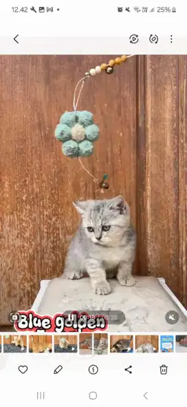 BSH pedigree WCF female