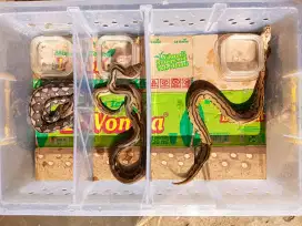 ULAR KECIL LUCU JINAK