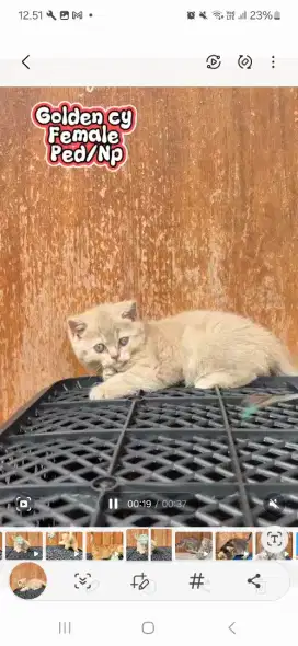 Bsh golden cy pedigree wcf