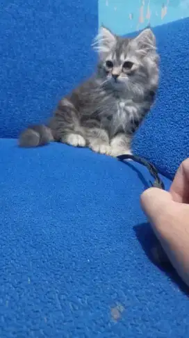 Kucing mainecoon mix persia