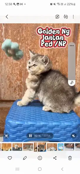 Bsh pedigree kitten 4 juta