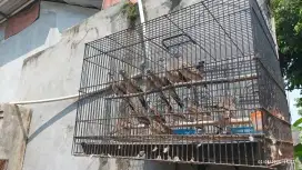 Perkutut lokal asli hutan   Blora alas Randublatung