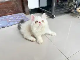 Kucing peaknose