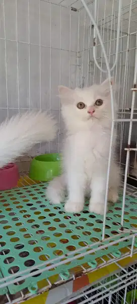 Anak kucing anggora/kitten himalaya ragdol/kucing  persia  jantan