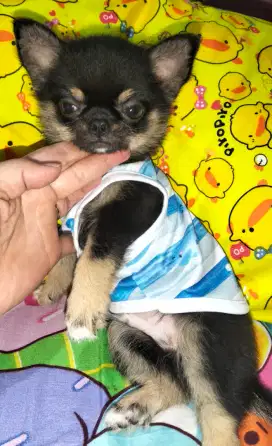 Fs chihuahua jantan black n tan