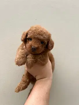 Super Red Toy Poodle