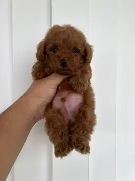 Super Red Toy Poodle
