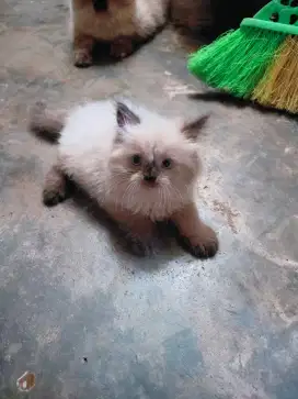 Himalaya shorthair