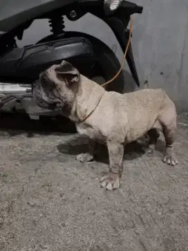 Frence bulldog betina