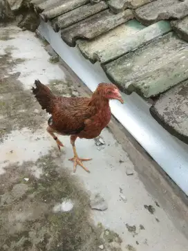 Ayam bangkok dedara