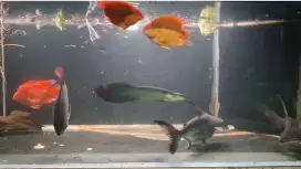Ikan Predator Lontong Amazon
