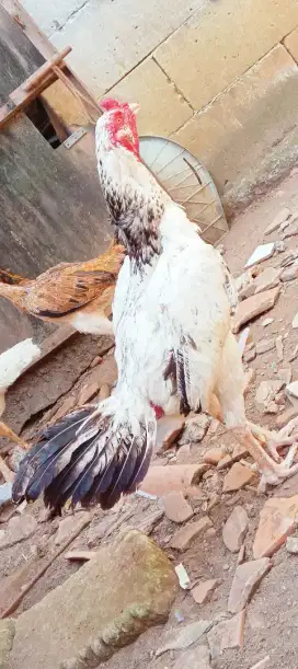 Ayam bangkok phama bulbi