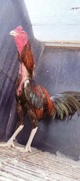 Ayam bangkok birma mangon