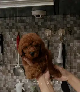 Red toy poodle jantan