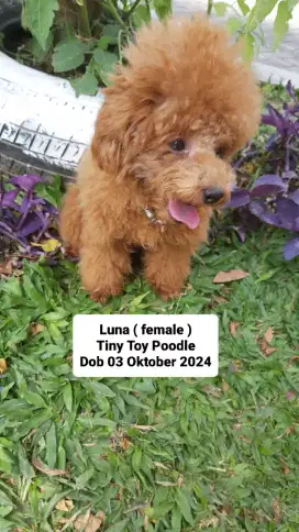 Tiny Toy Poodle Imut usia 10bln