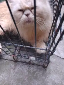 Oper adopsi kucing peknos jantan