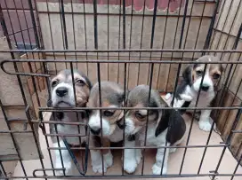 Beagle Puppy non Stbm