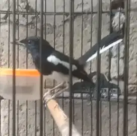 Kacer burja jilnat