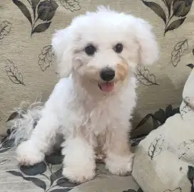 DI JUAL MURAH BICHON FRISE BETINA STAMBUM VAKSIN KUALITAS BAGUS