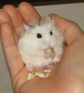 Hamster Roborovski White Face