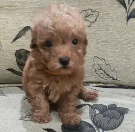 DI JUAL MURAH RED TOY POODLE JANTAN STAMBUM VAKSIN KUALITAS BAGUS