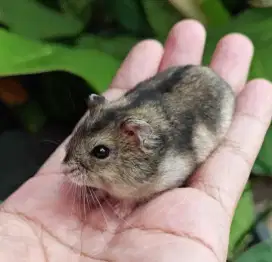 Hamster Winter Tiger Junior