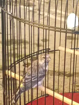Burung Blackstroat