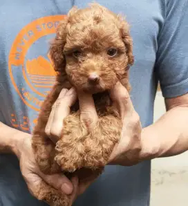DI JUAL MURAH RED TOY POODLE JANTAN STAMBUM VAKSIN KUALITAS BAGUS