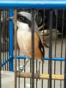 Pentet pilis fs