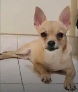 Chihuahua betina kosongan