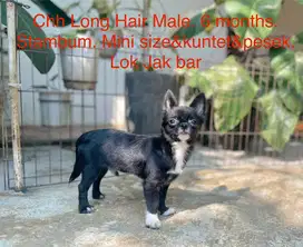 Jual cepat chi hua hua mini size male
