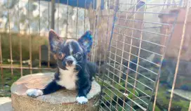 Jual cepat chihuahua LH female