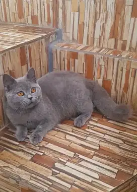 British shorthair
