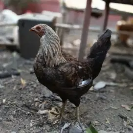 Ayam Betina Turunan Jawa