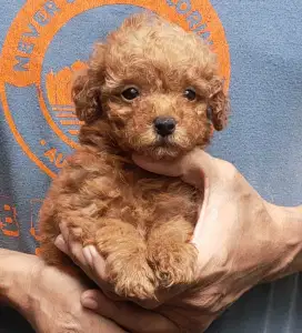 DI JUAL MURAH RED TOY POODLE JANTAN   STAMBUM VAKSIN KUALITAS BAGUS