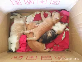 Anak kucing dan indukan nya