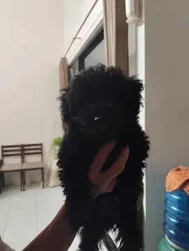 Toy Poodle Puppies Tiny