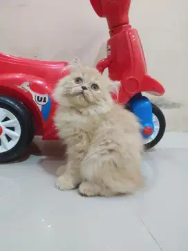 Kitten kucing persia flatnose Betina