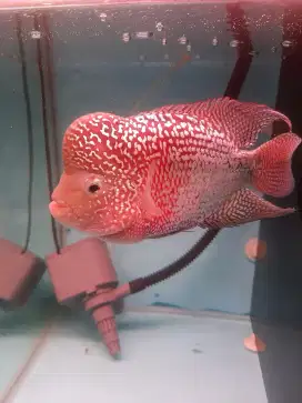 Ikan louhan kanfa mata putih