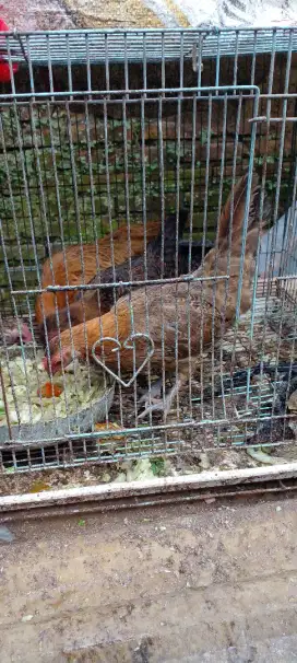 jual ayam kate abg