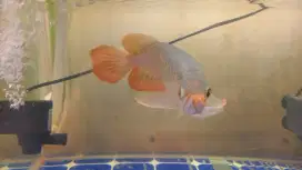 Ikan Arwana Super red 28cm