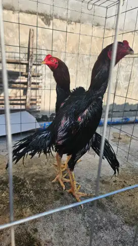 Ayam jawara ABR FARM