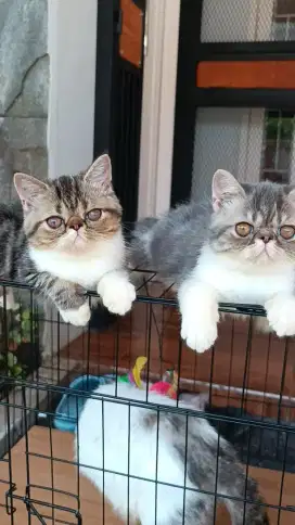 Kucing Kitten Peaknose Exotic Shorthair Betina