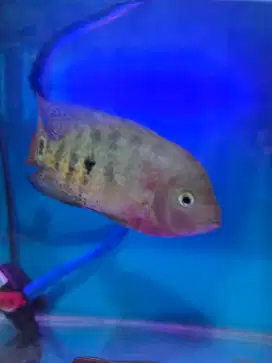 Ikan louhan red monkey