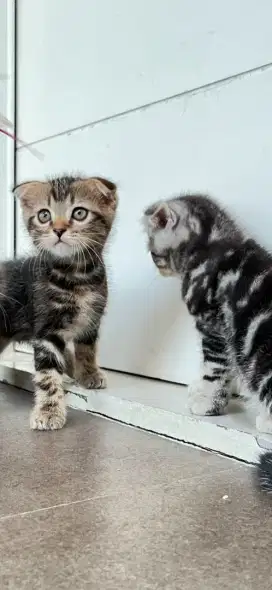 Kitten scottish fold jantan 3 bulan