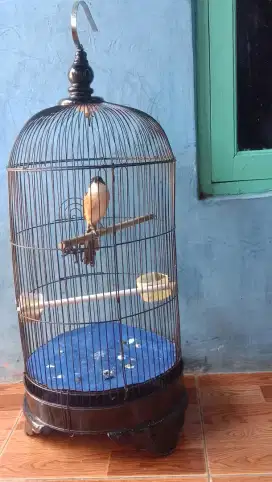Burung pentet . lokasi Pemalang