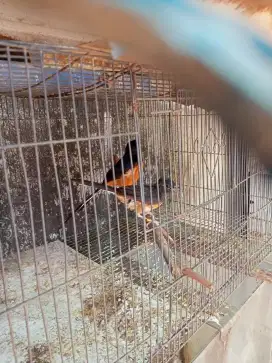 Murai batu Medan sepasang