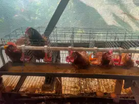 Ayam petelur betina sudah bertelur