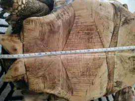 Sulcata jantan birahi cakep